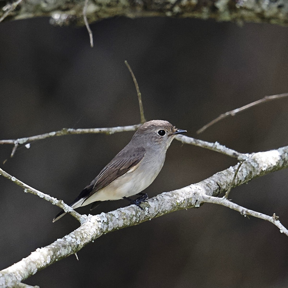 Taiga Flycatcher - ML631148154