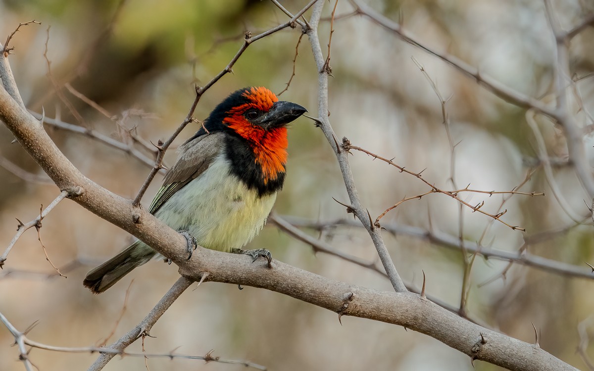 Black-collared Barbet - ML631148244