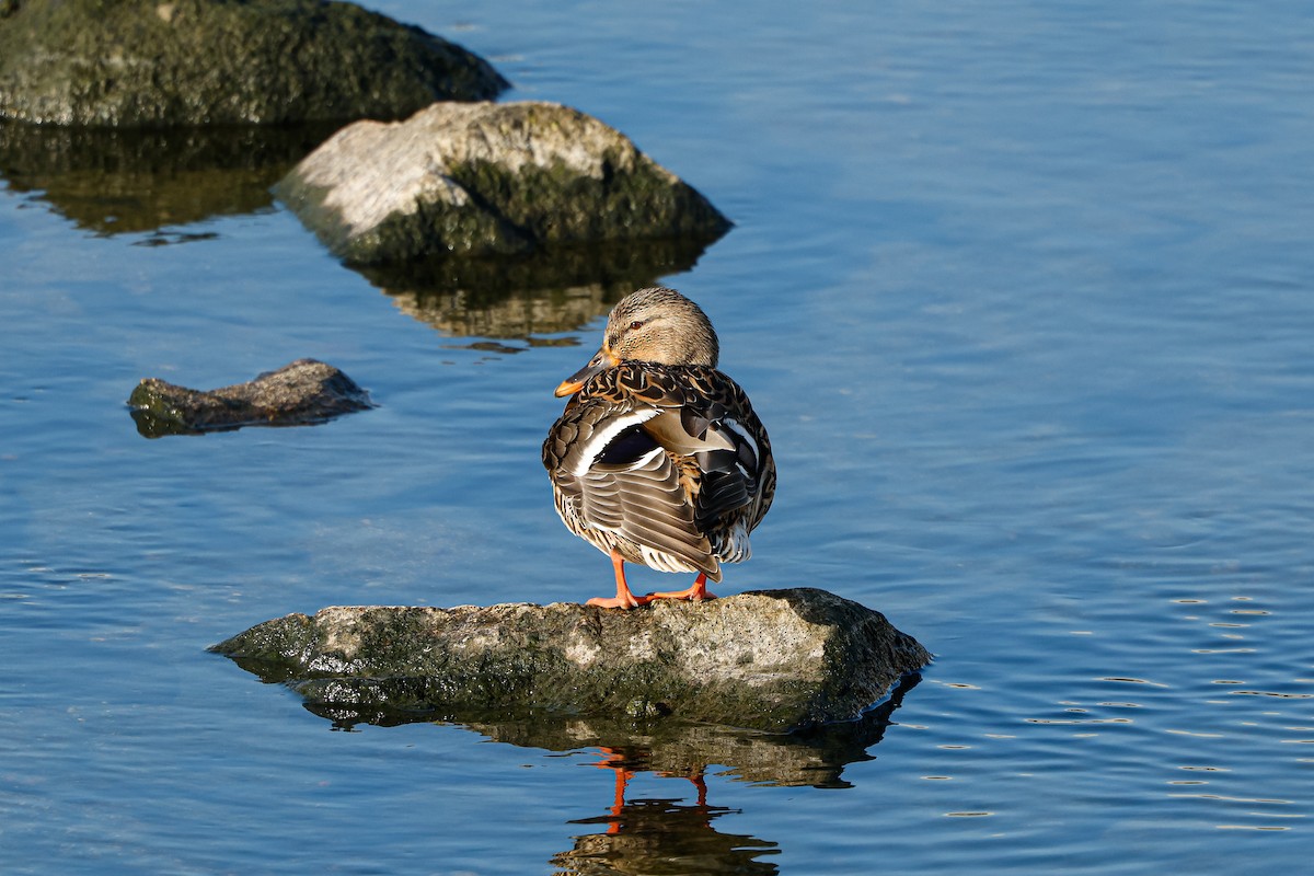 Stockente - ML631148297