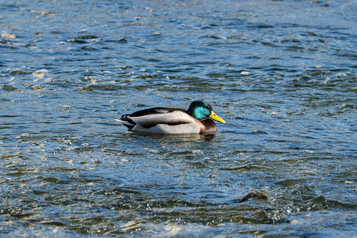 Stockente - ML631148298