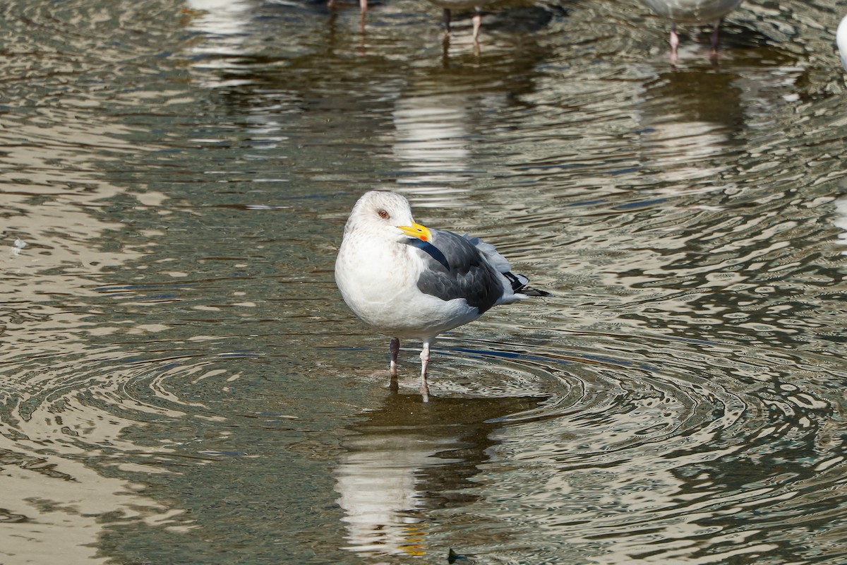 Ostsibirienmöwe - ML631148332