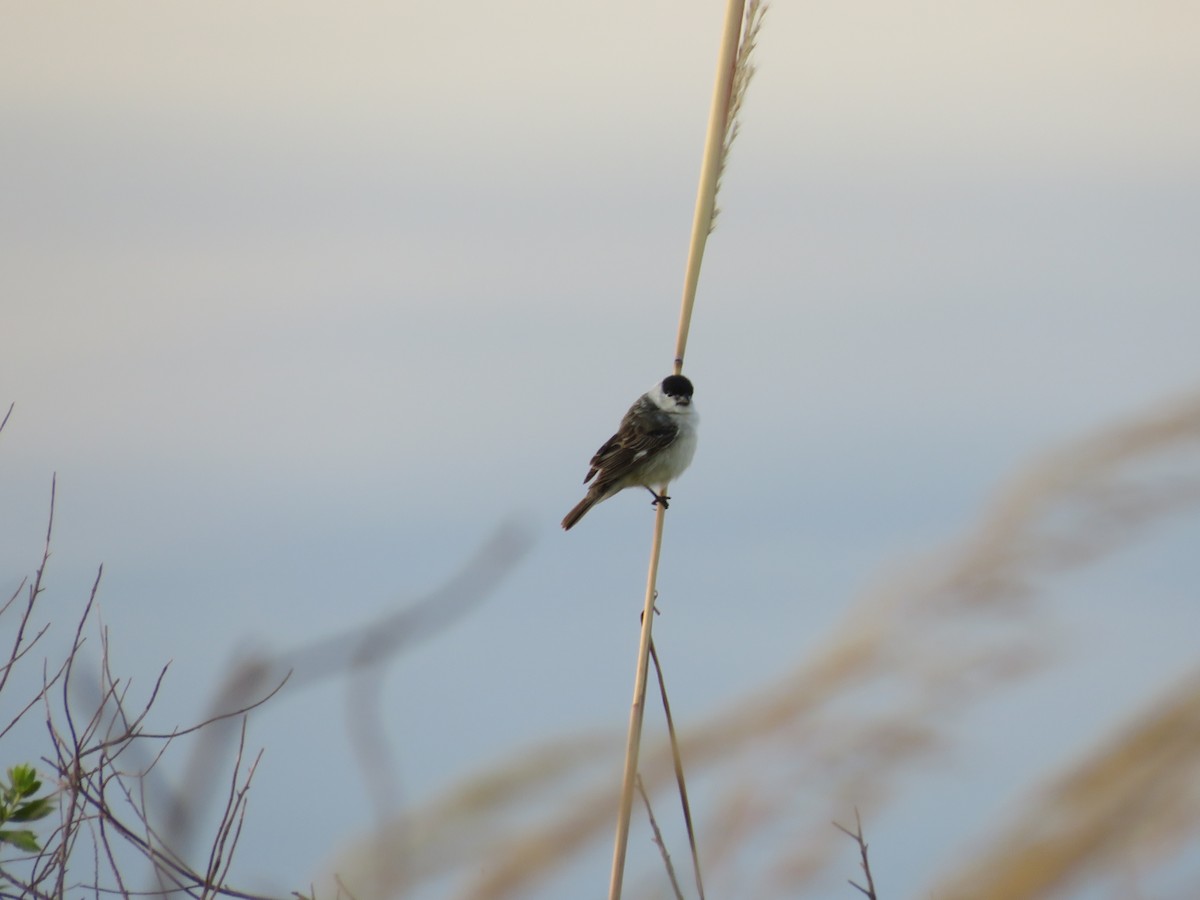 Pearly-bellied Seedeater - ML631148372