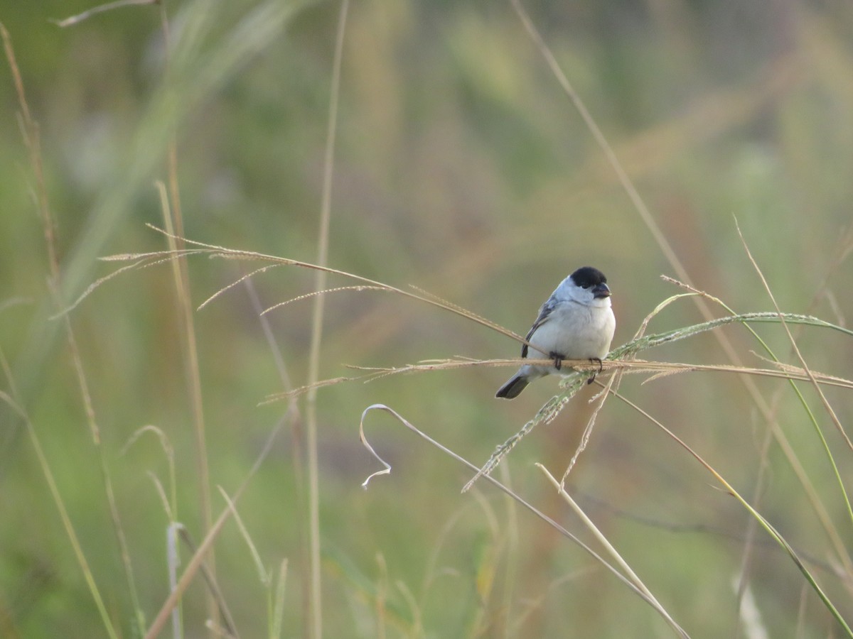 Pearly-bellied Seedeater - ML631148378