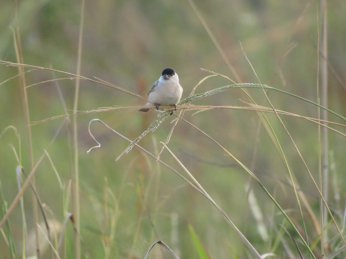 Pearly-bellied Seedeater - ML631148379