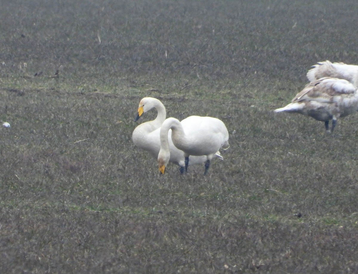 Whooper Swan - ML631148519