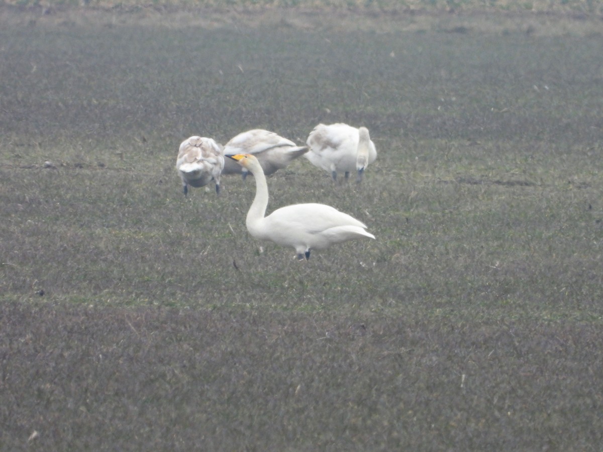 Whooper Swan - ML631148520