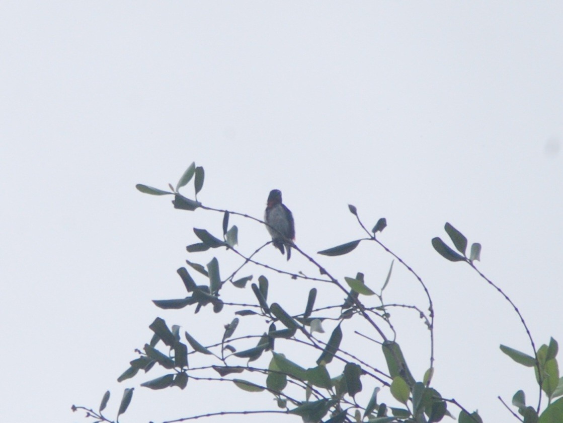 Red-chested Flowerpecker - ML631148557