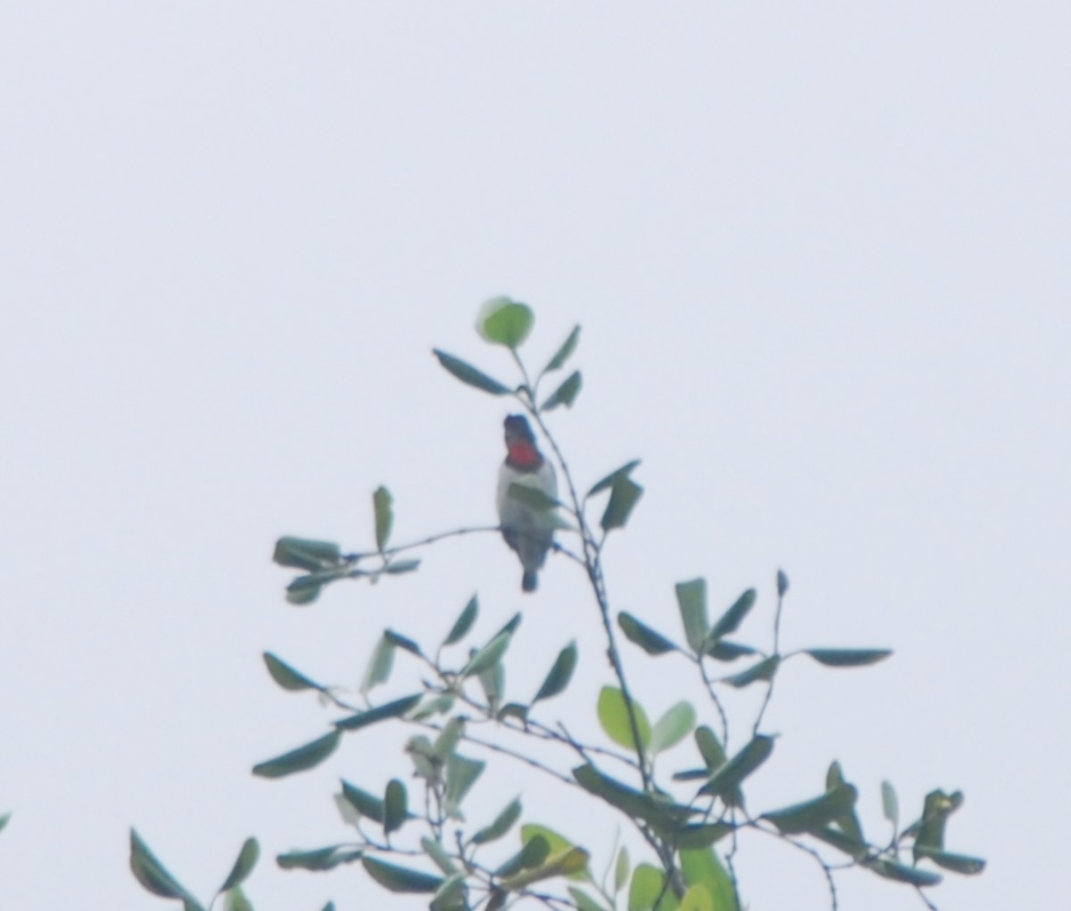 Red-chested Flowerpecker - ML631148558