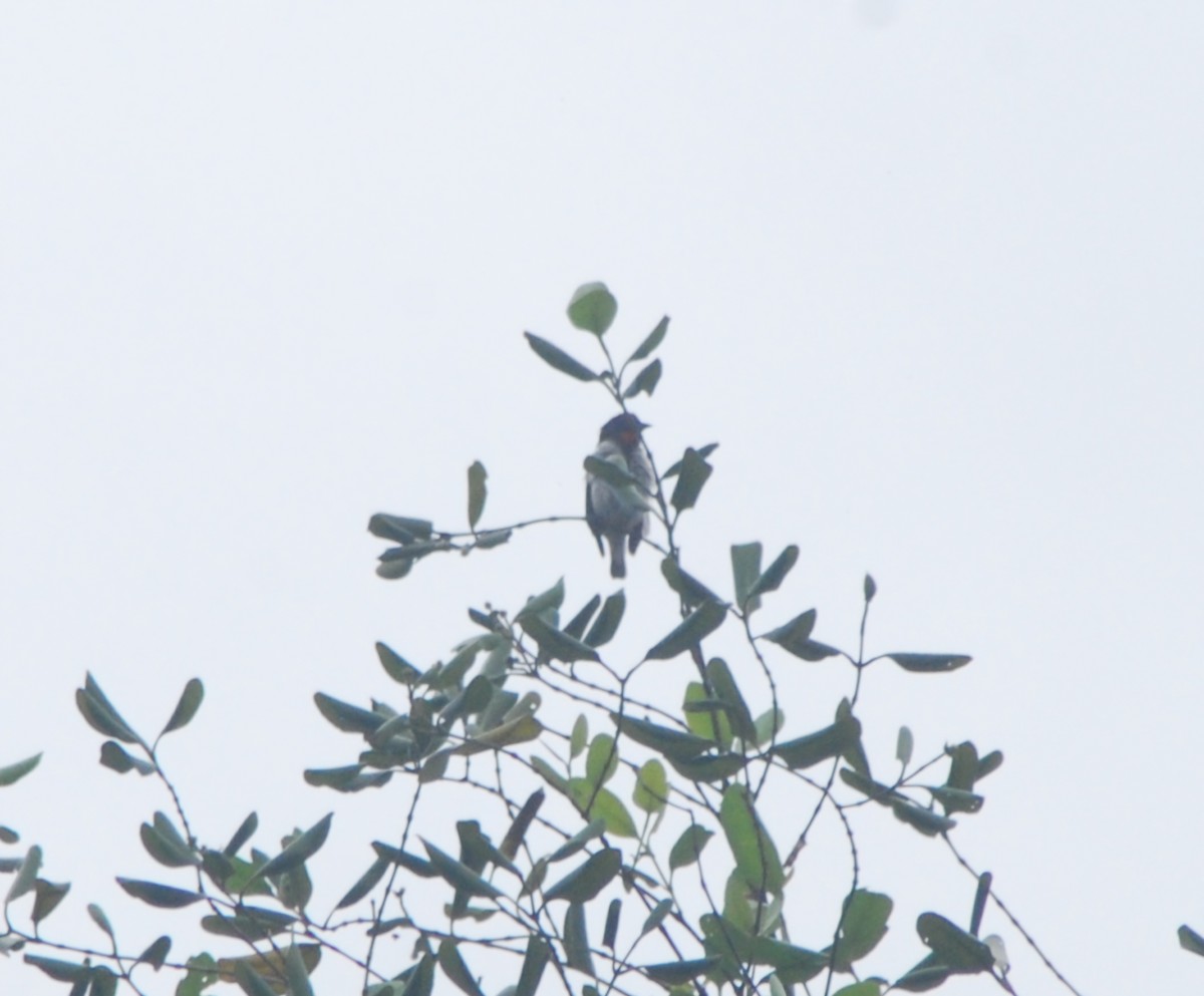 Red-chested Flowerpecker - ML631148559