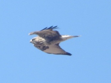 Rough-legged Hawk - ML631148701