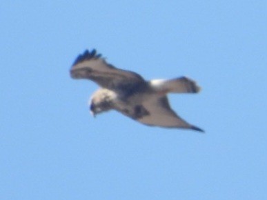 Rough-legged Hawk - ML631148703
