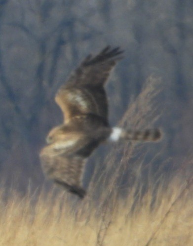 Northern Harrier - ML631148725