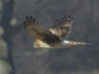 Northern Harrier - ML631148726