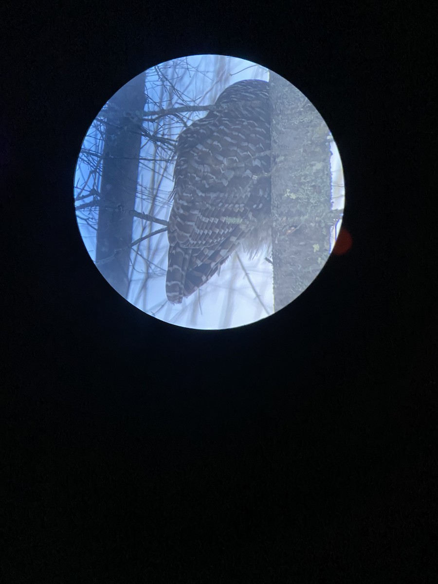 Barred Owl - ML631148742