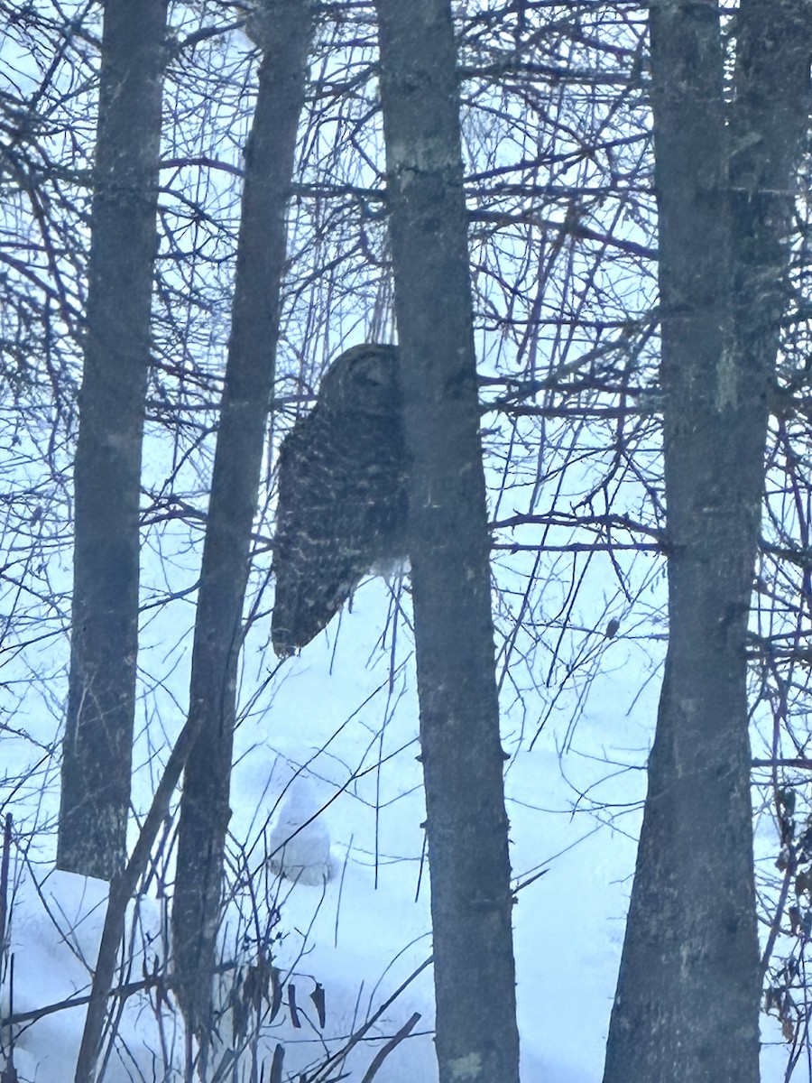 Barred Owl - ML631148743