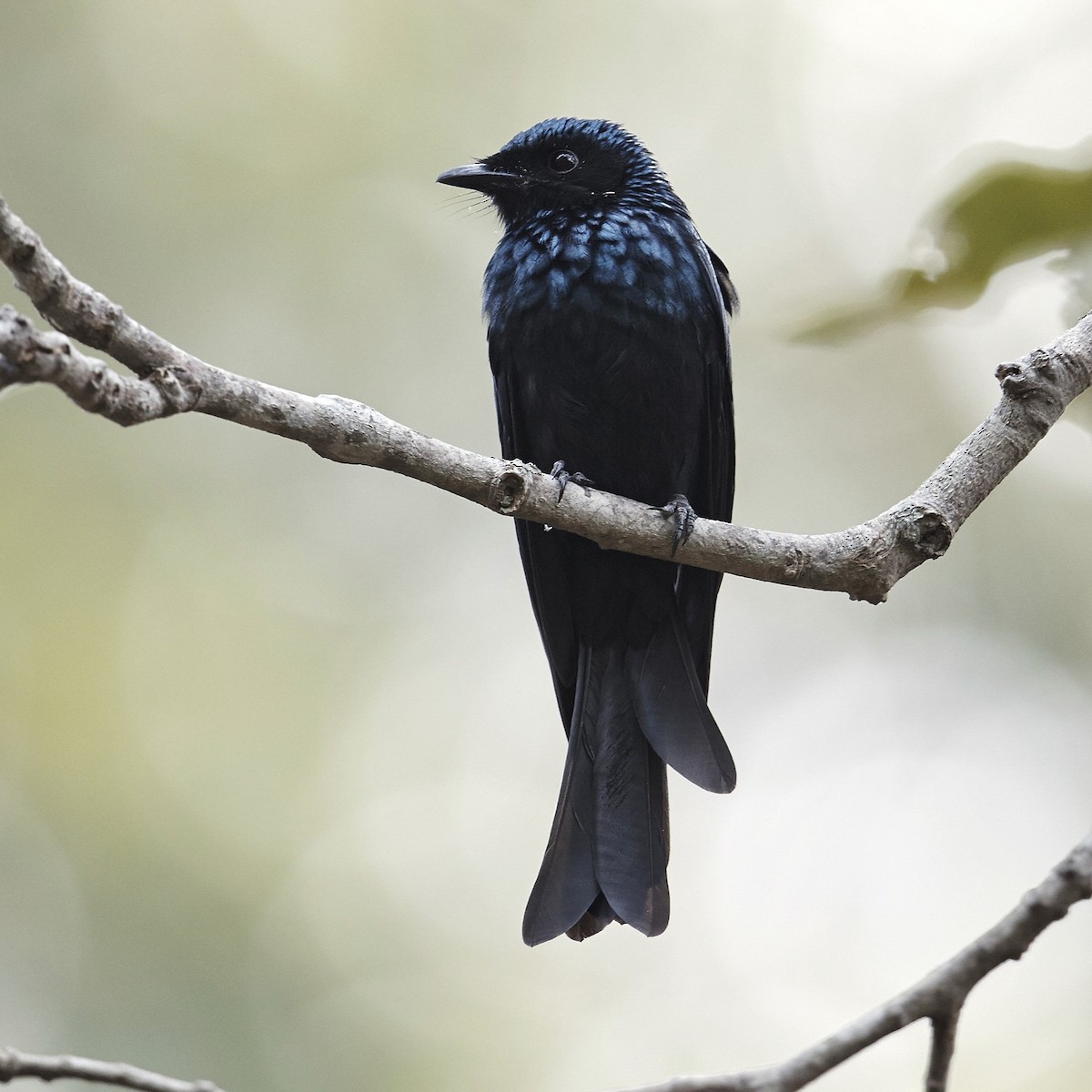 Bronzed Drongo - ML631148753