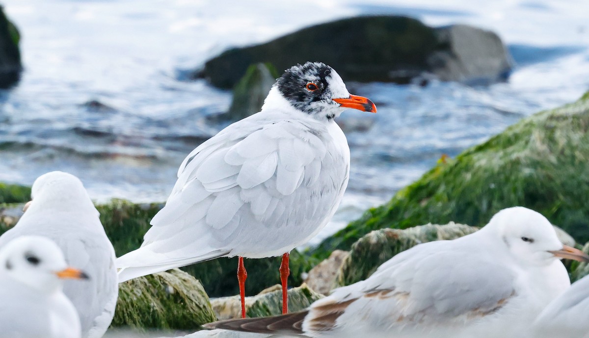 Mediterranean Gull - ML631148783