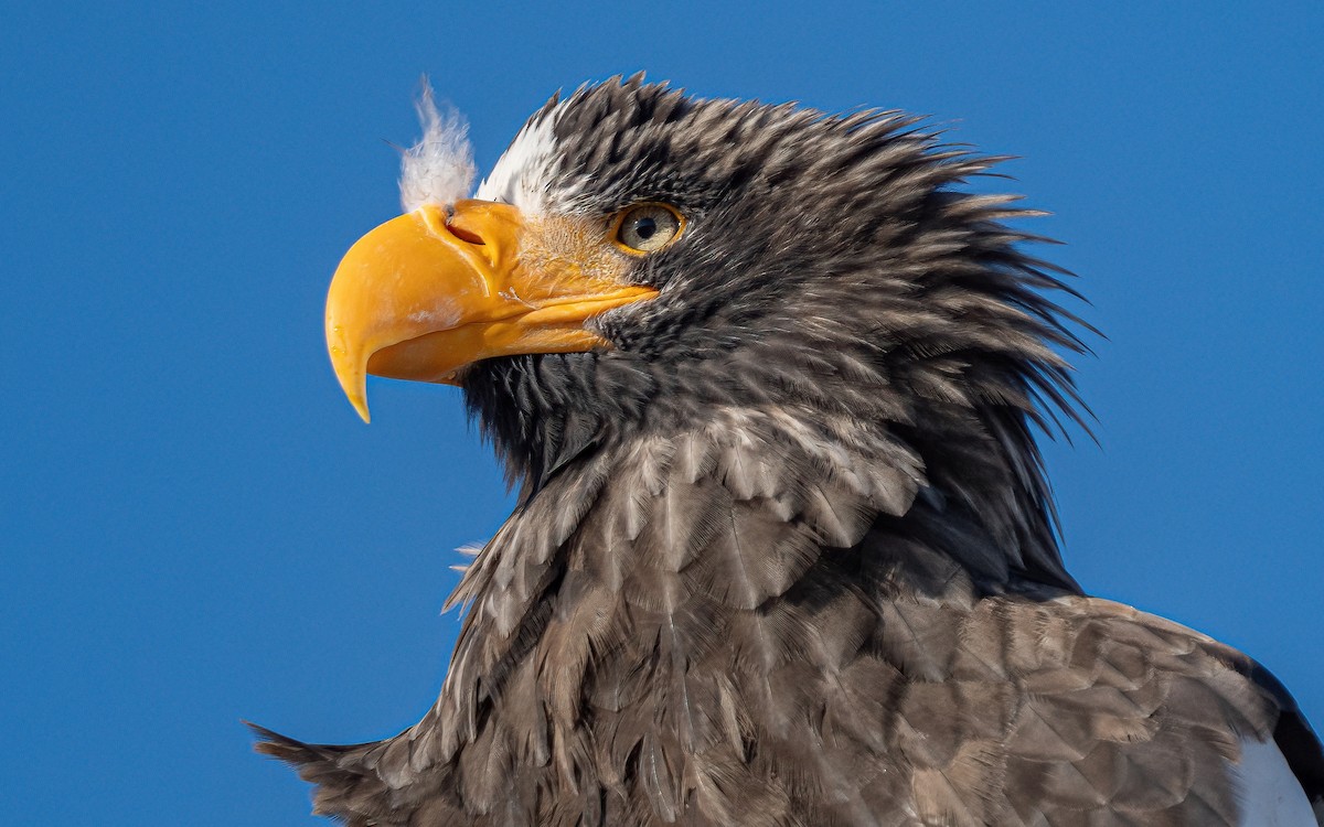 Steller's Sea-Eagle - ML631149044