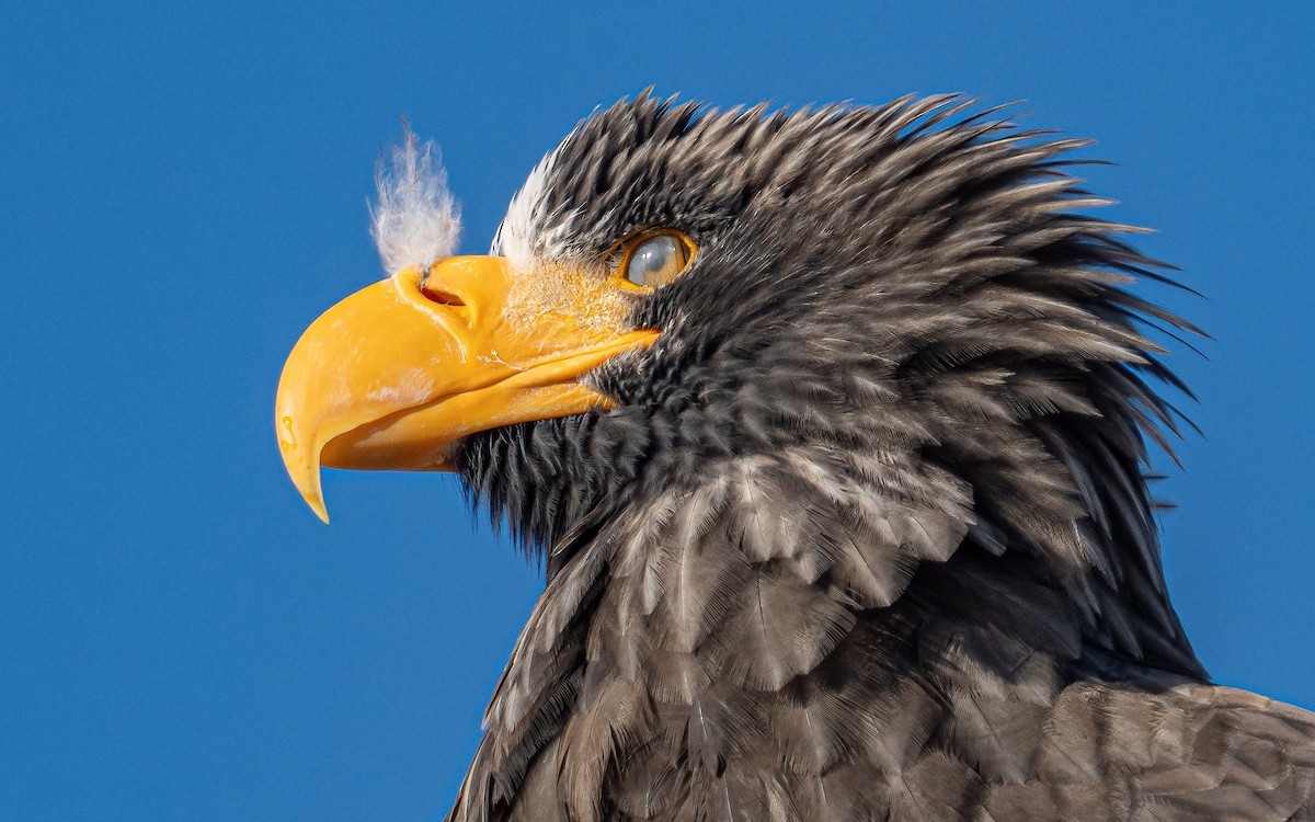Steller's Sea-Eagle - ML631149045