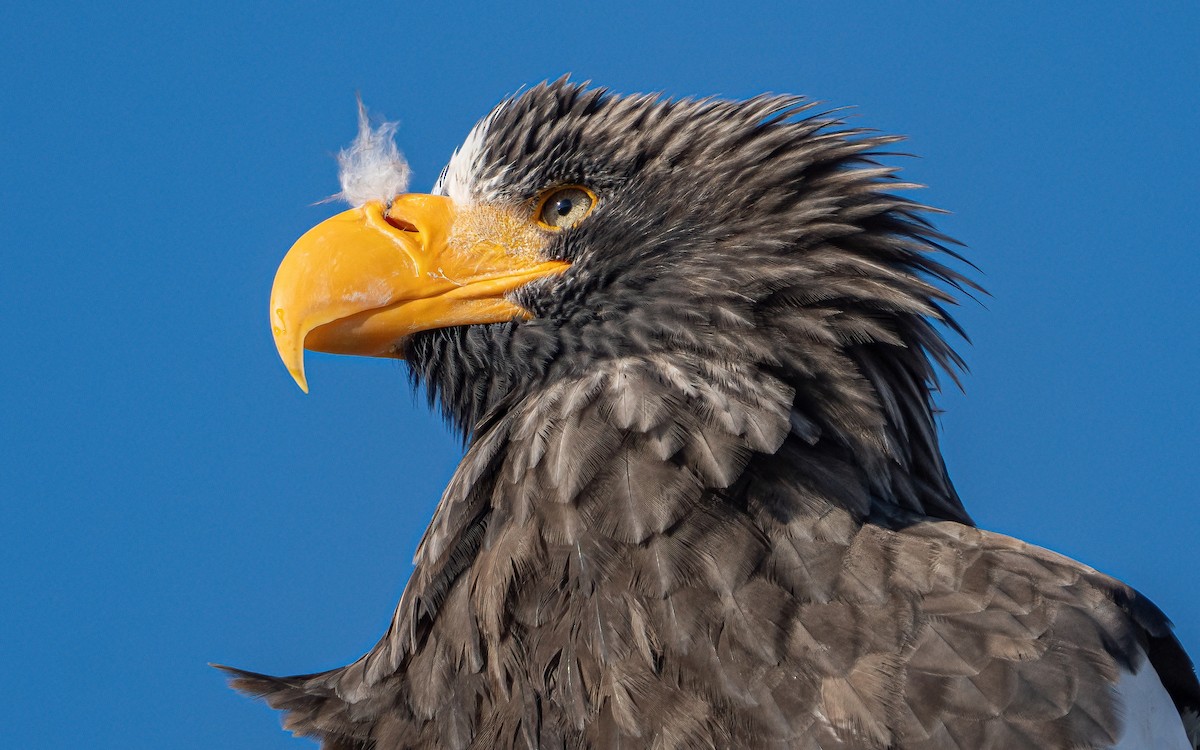 Steller's Sea-Eagle - ML631149050