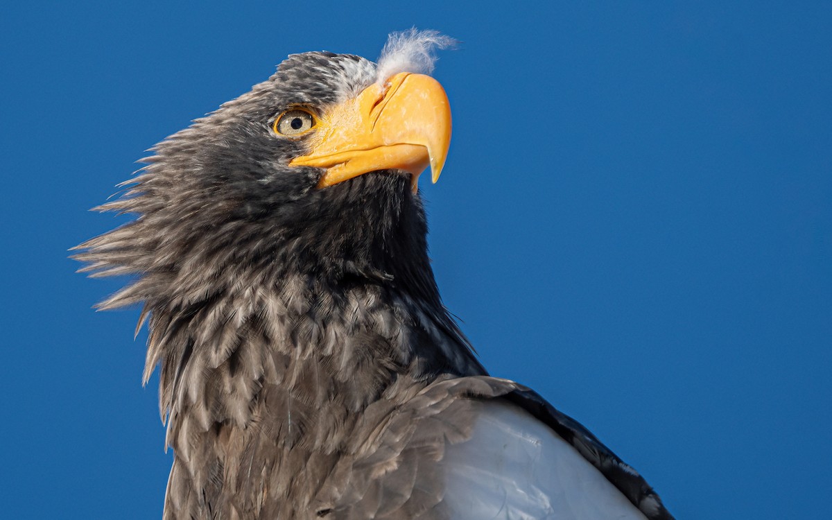 Steller's Sea-Eagle - ML631149056