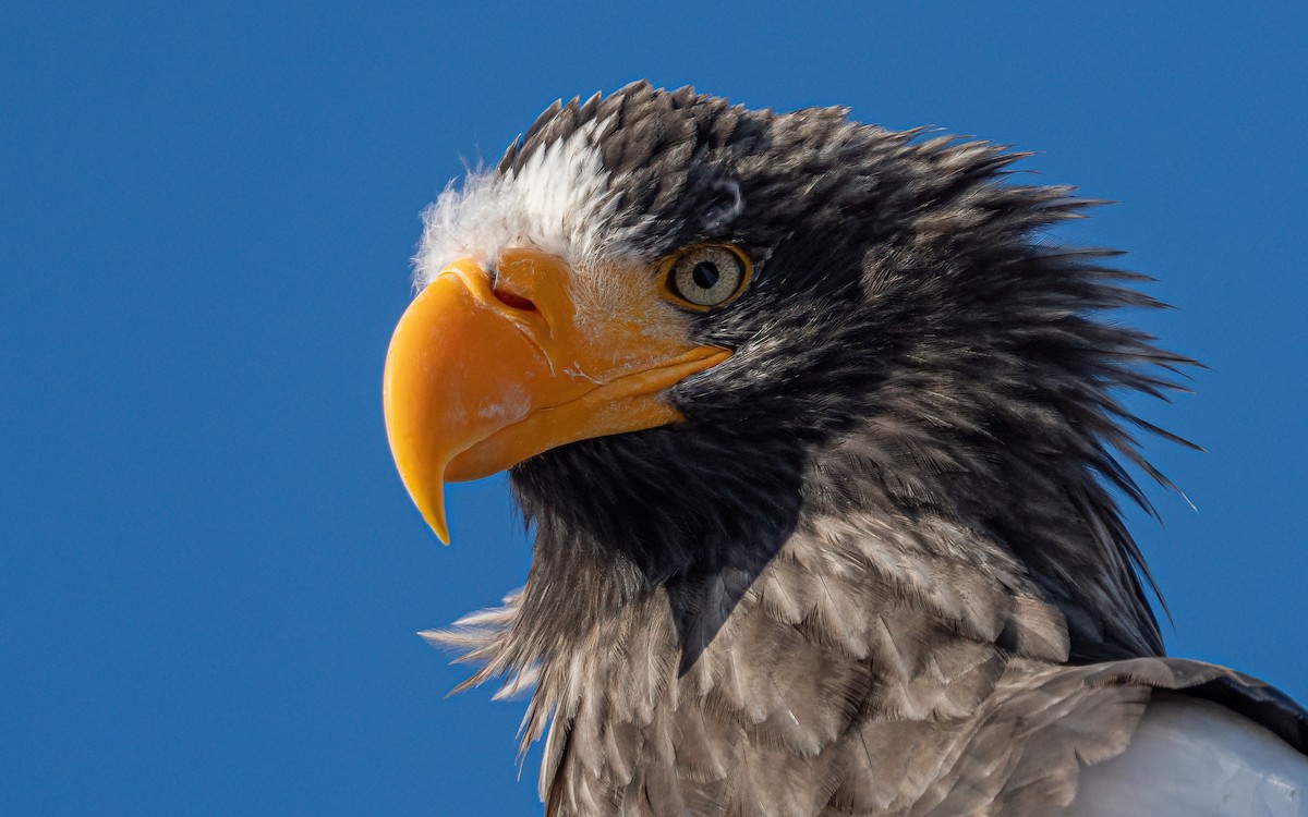 Steller's Sea-Eagle - ML631149058