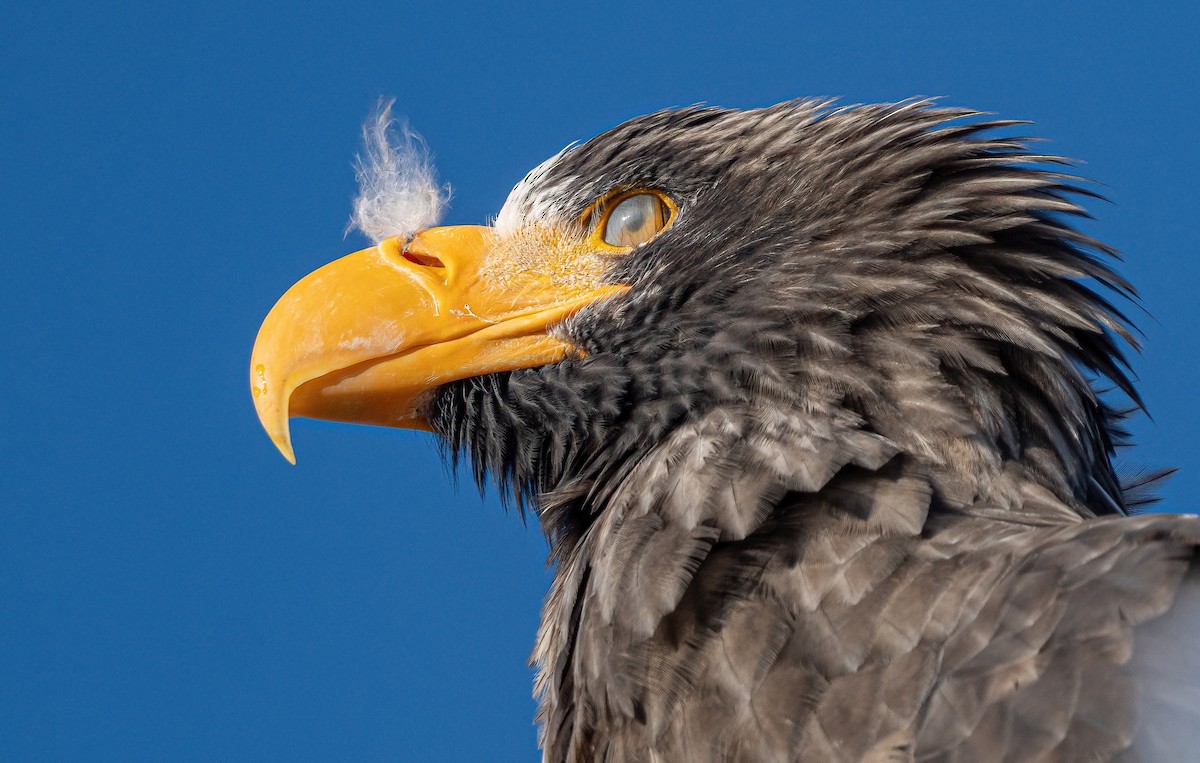 Steller's Sea-Eagle - ML631149069