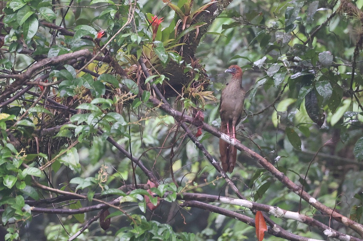Variable Chachalaca - ML631149078
