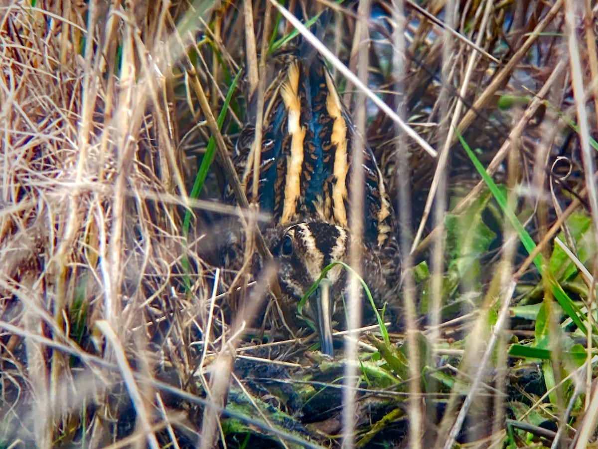 Jack Snipe - ML631149334