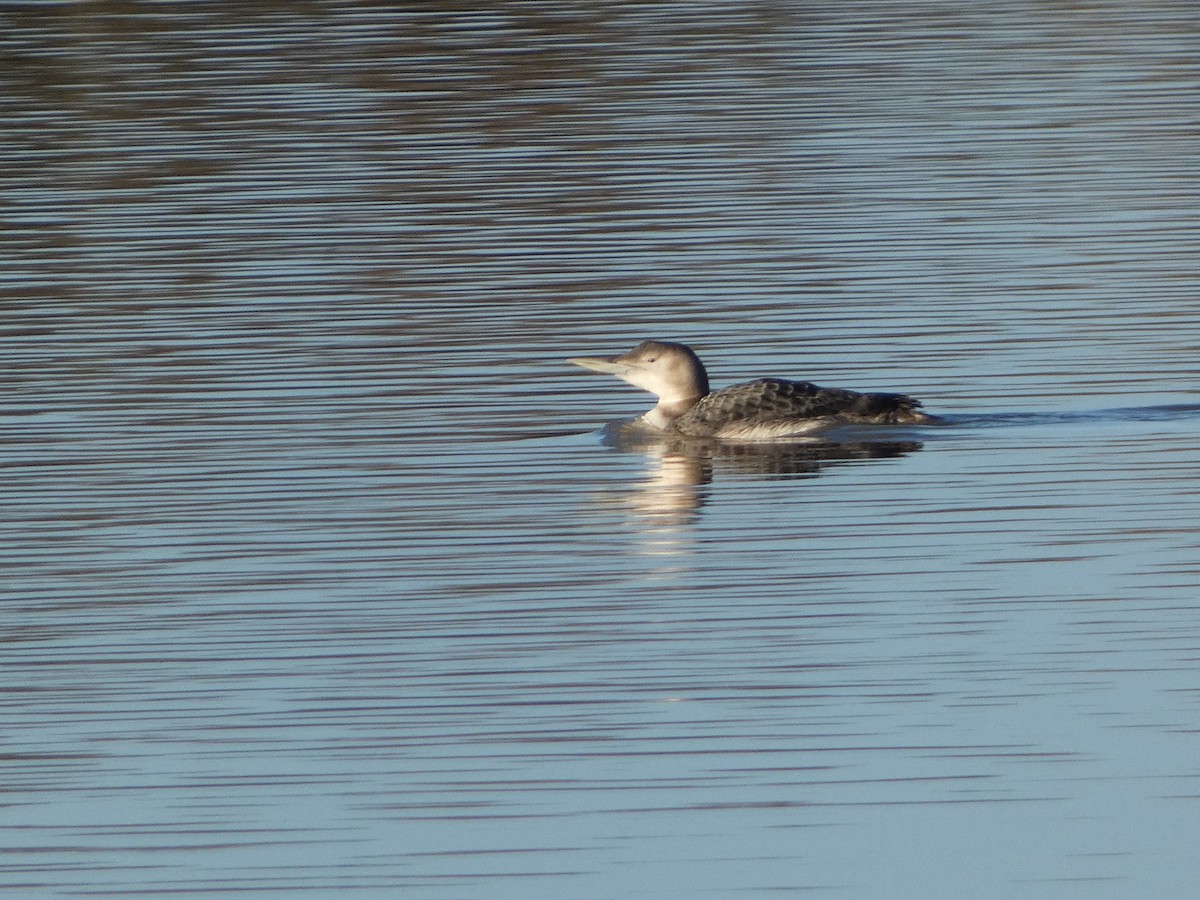 Yellow-billed Loon - ML631149543