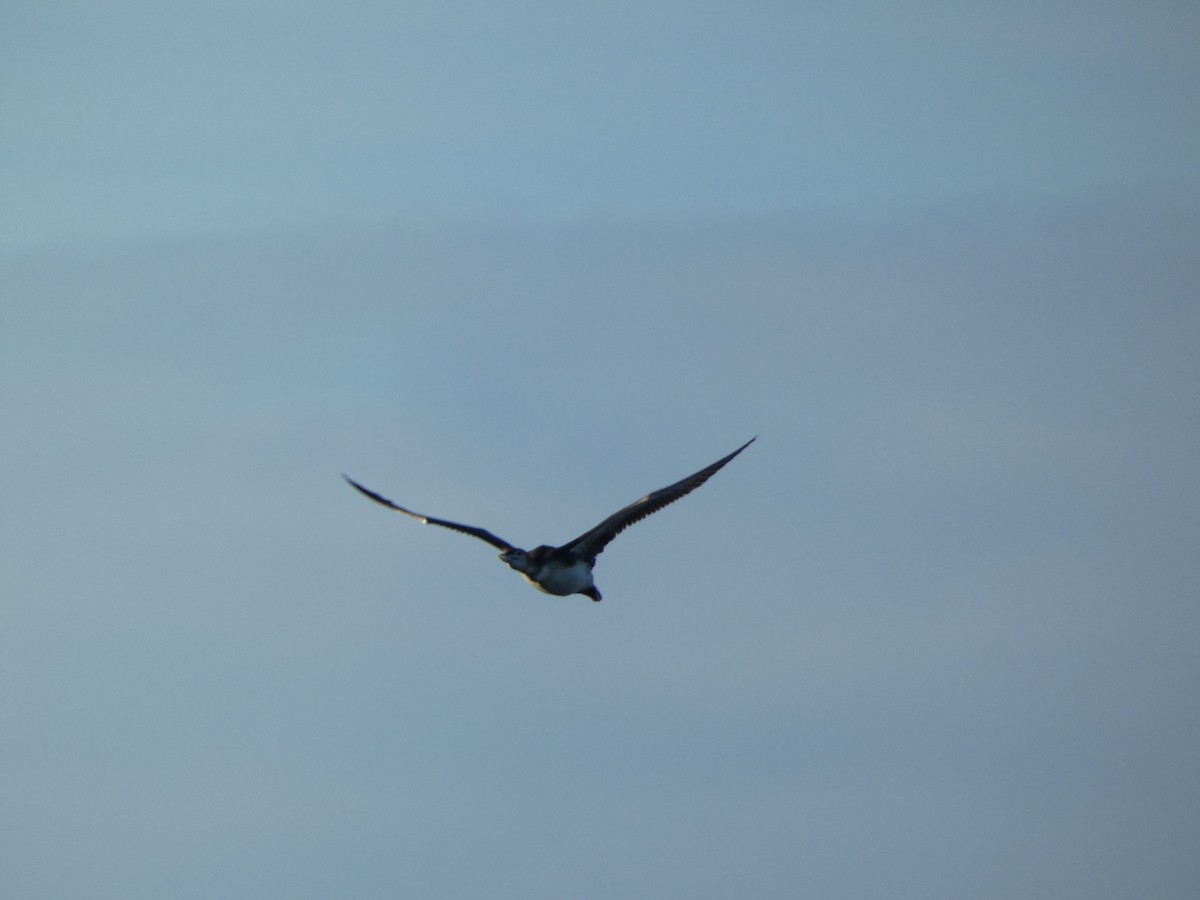 Yellow-billed Loon - ML631149546