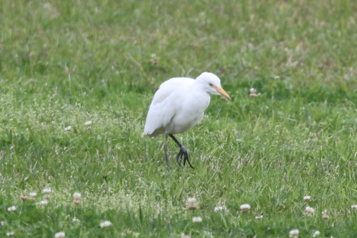 Western Cattle-Egret - ML631149760