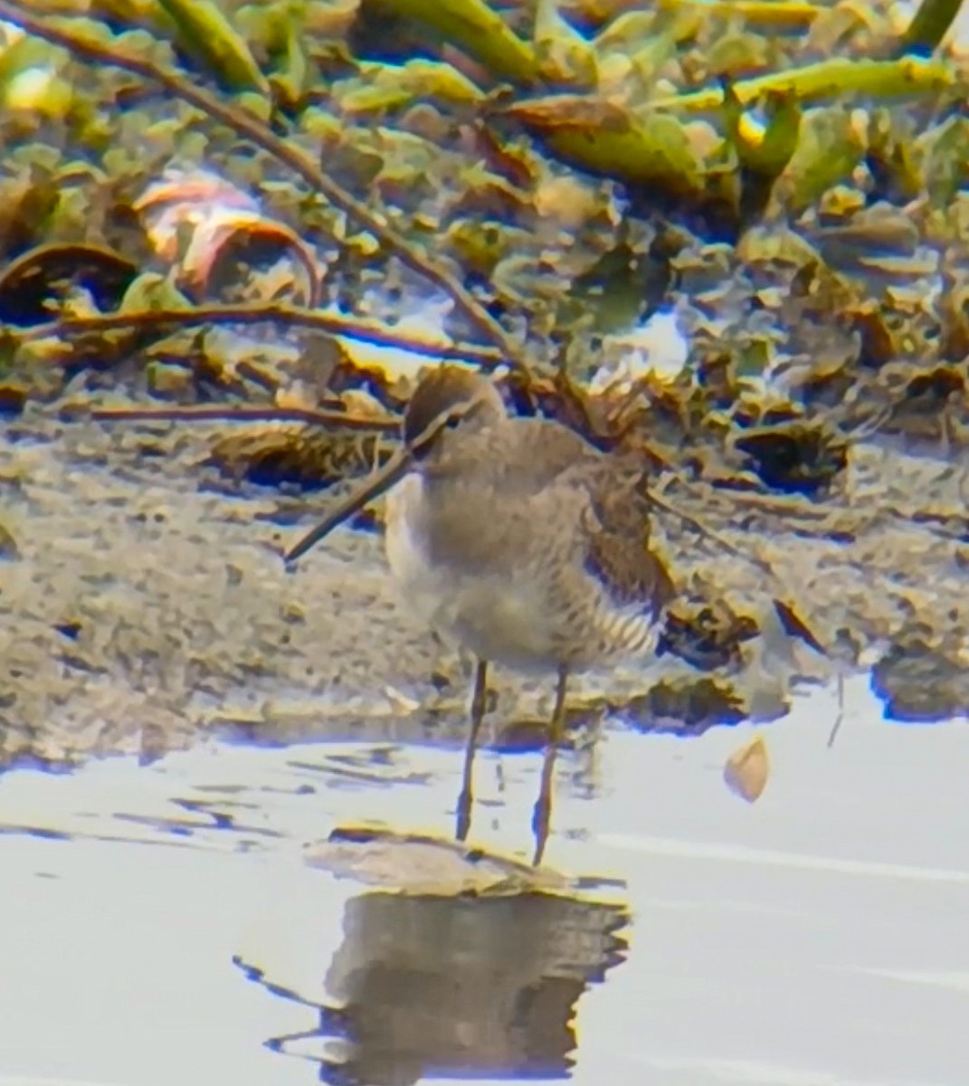 長嘴半蹼鷸 - ML631149838