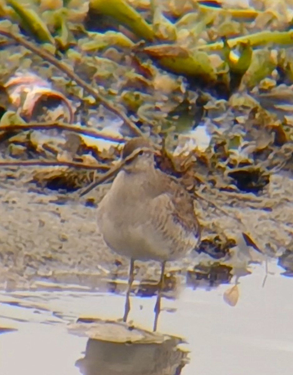 長嘴半蹼鷸 - ML631149839