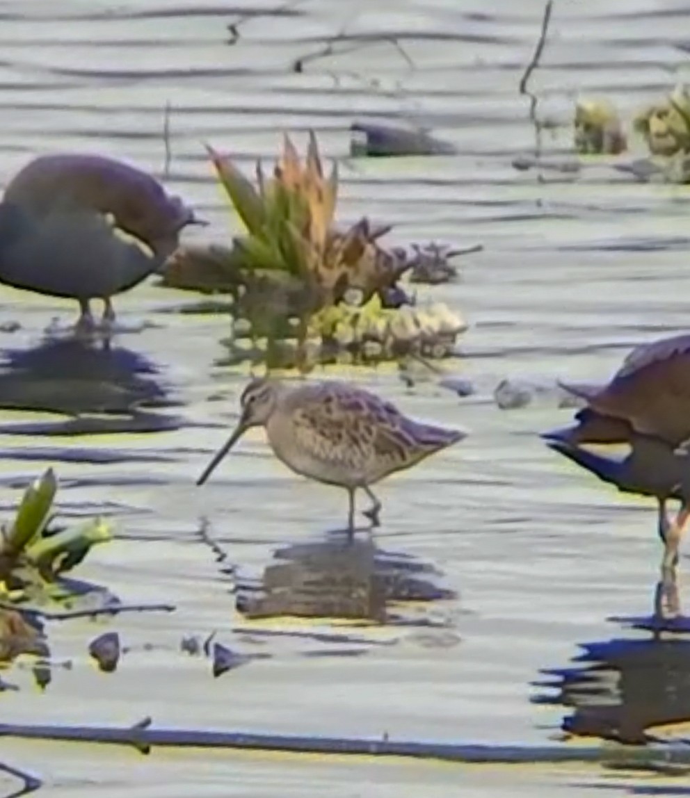 長嘴半蹼鷸 - ML631149842