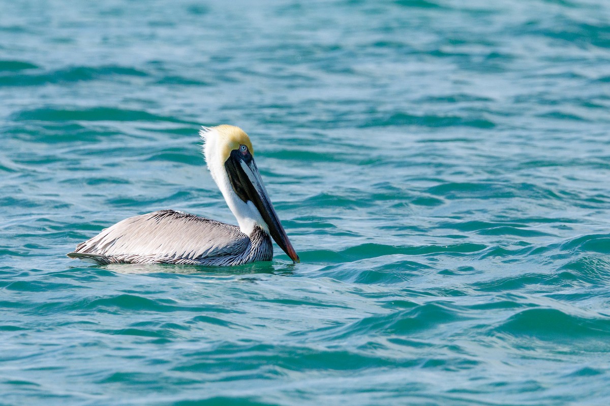 Brown Pelican - ML631150085