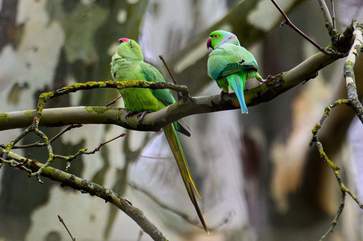 Rose-ringed Parakeet - ML631150236