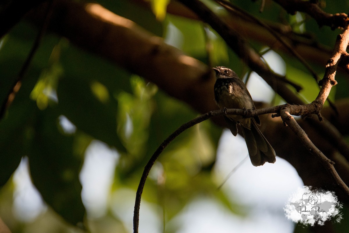 Spot-breasted/White-browed Fantail - ML631150249