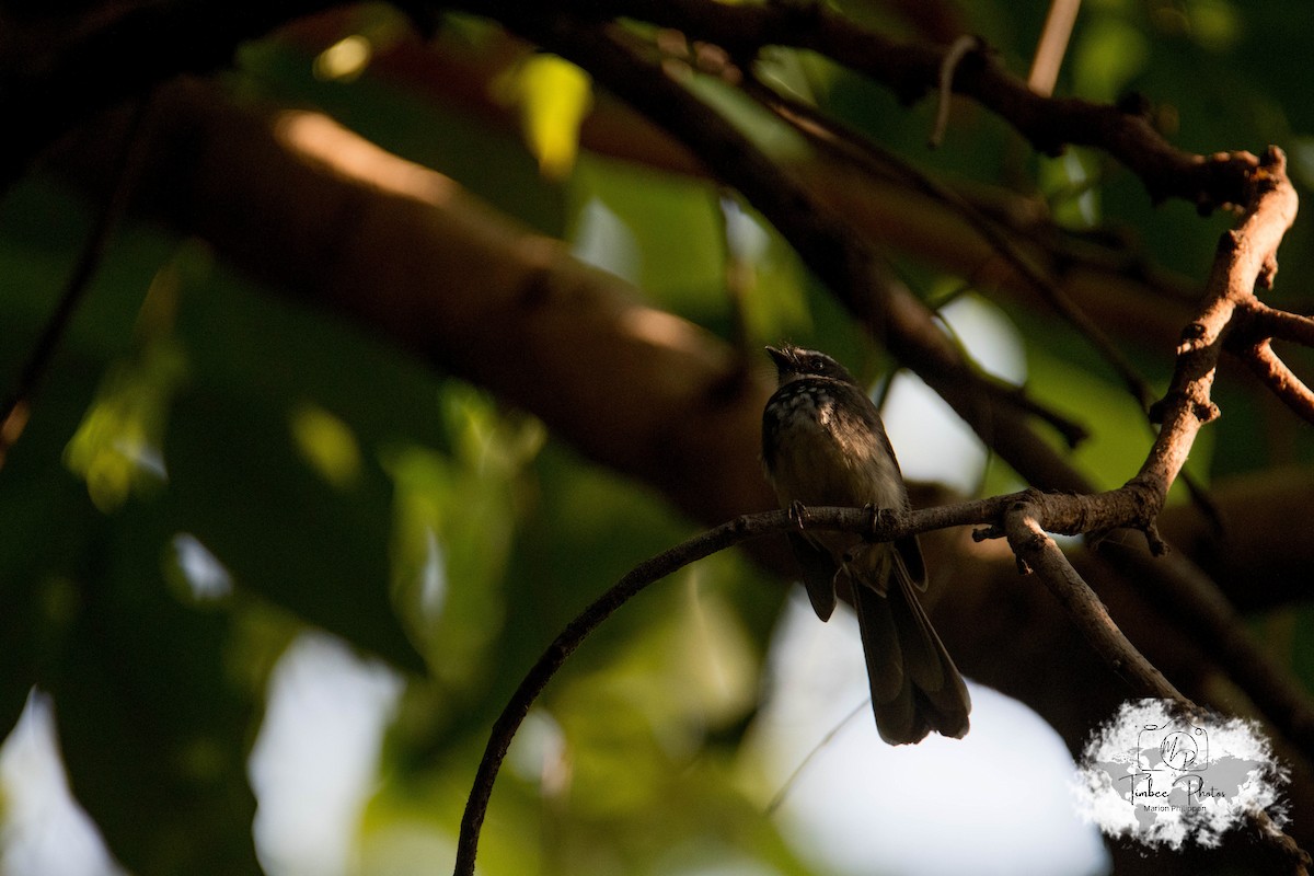 Spot-breasted/White-browed Fantail - ML631150250