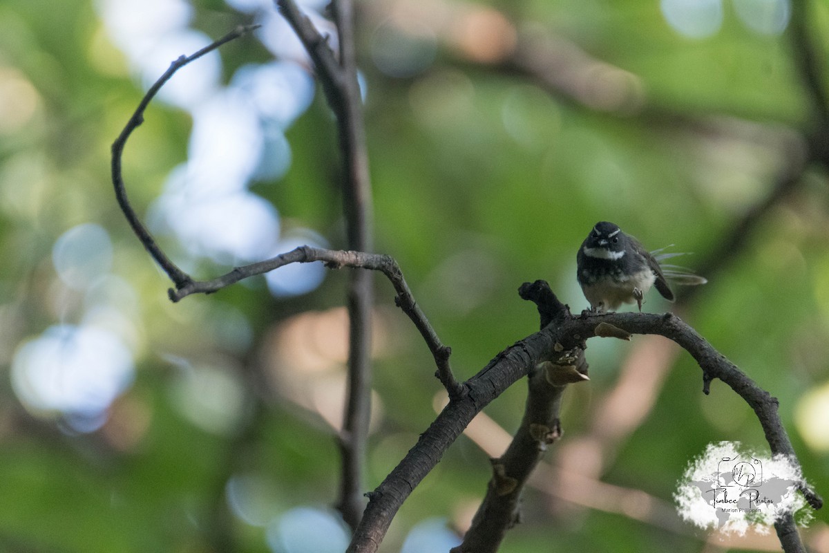 Spot-breasted/White-browed Fantail - ML631150251