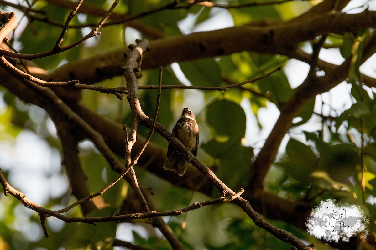 Spot-breasted/White-browed Fantail - ML631150252