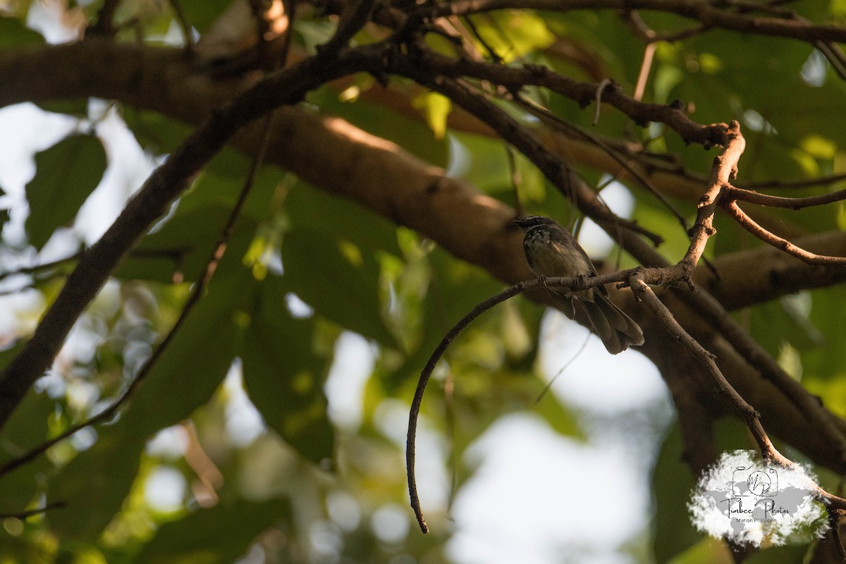 Spot-breasted/White-browed Fantail - ML631150253