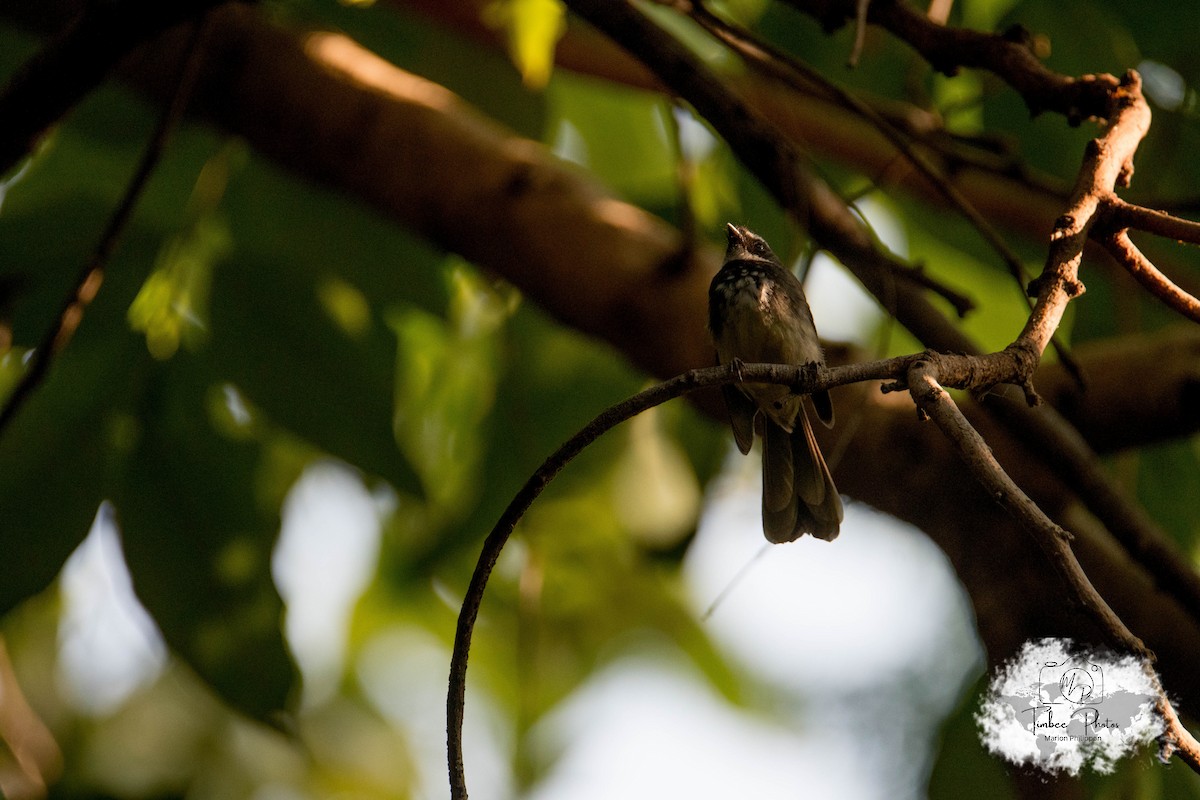 Spot-breasted/White-browed Fantail - ML631150254