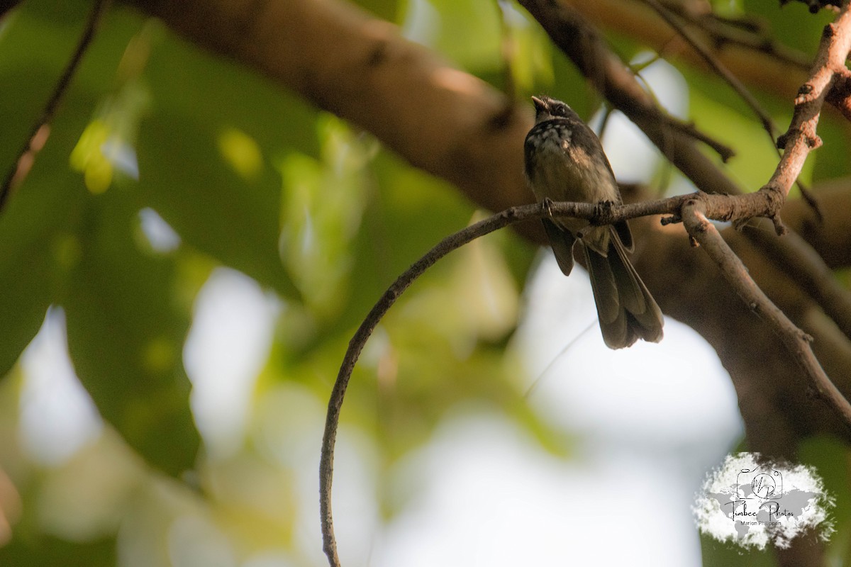 Spot-breasted/White-browed Fantail - ML631150255