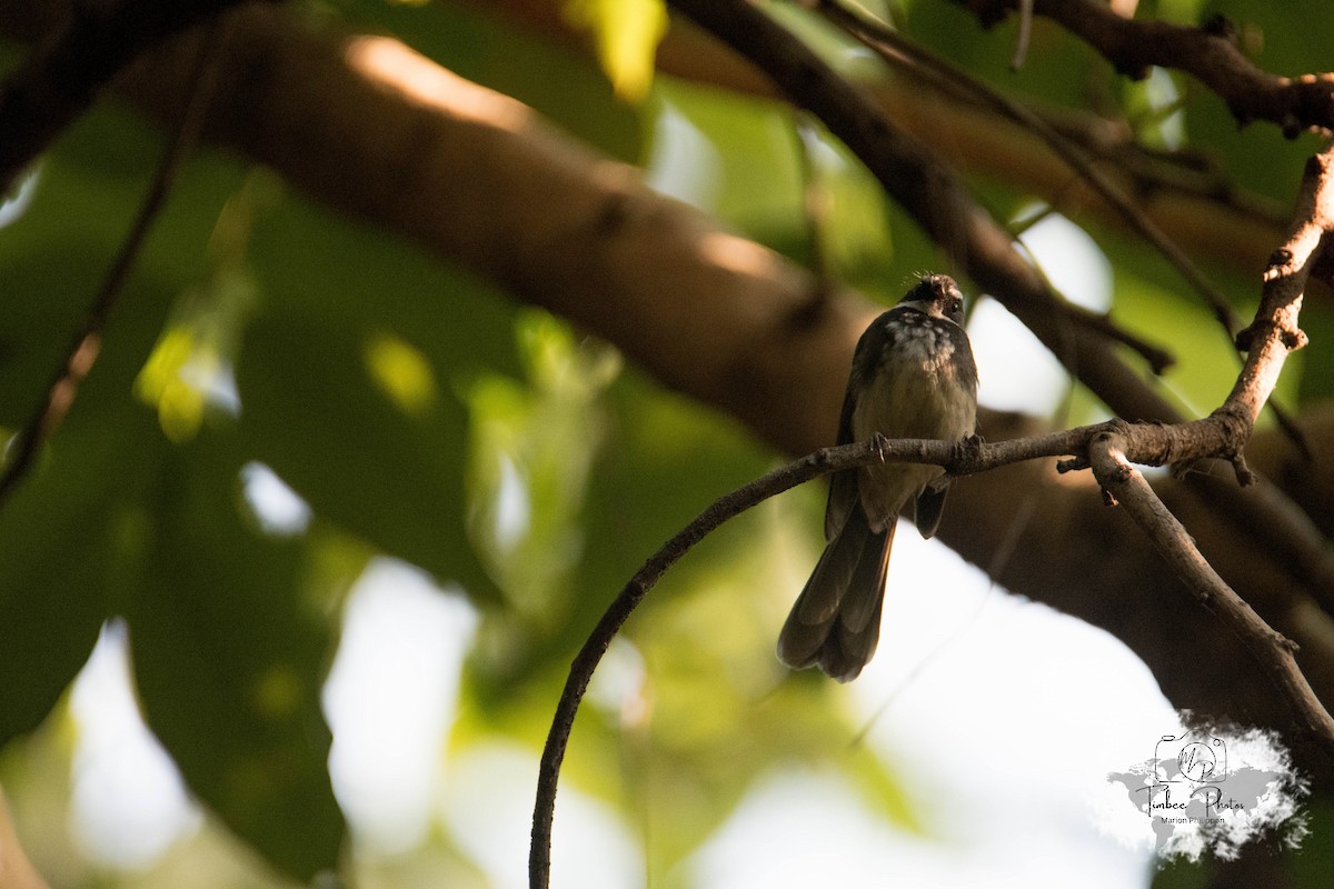Spot-breasted/White-browed Fantail - ML631150256