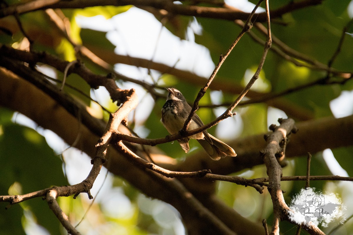 Spot-breasted/White-browed Fantail - ML631150257