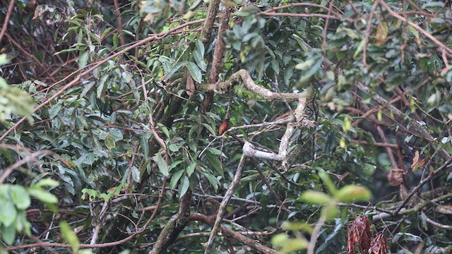 Crimson Topaz - ML631150280