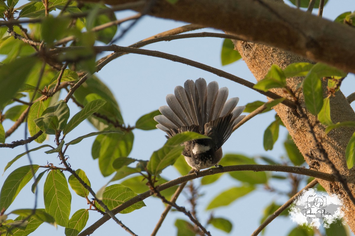 Spot-breasted/White-browed Fantail - ML631150287