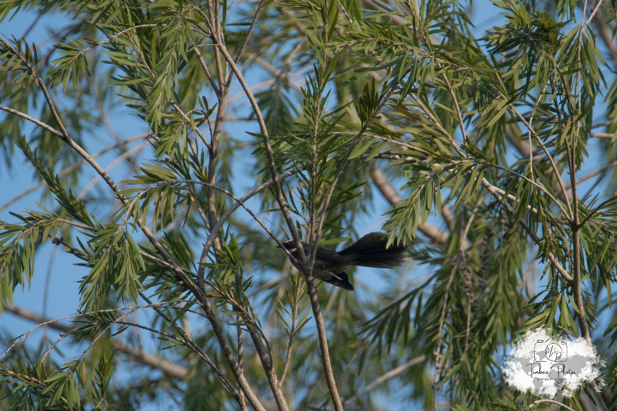 Spot-breasted/White-browed Fantail - ML631150288