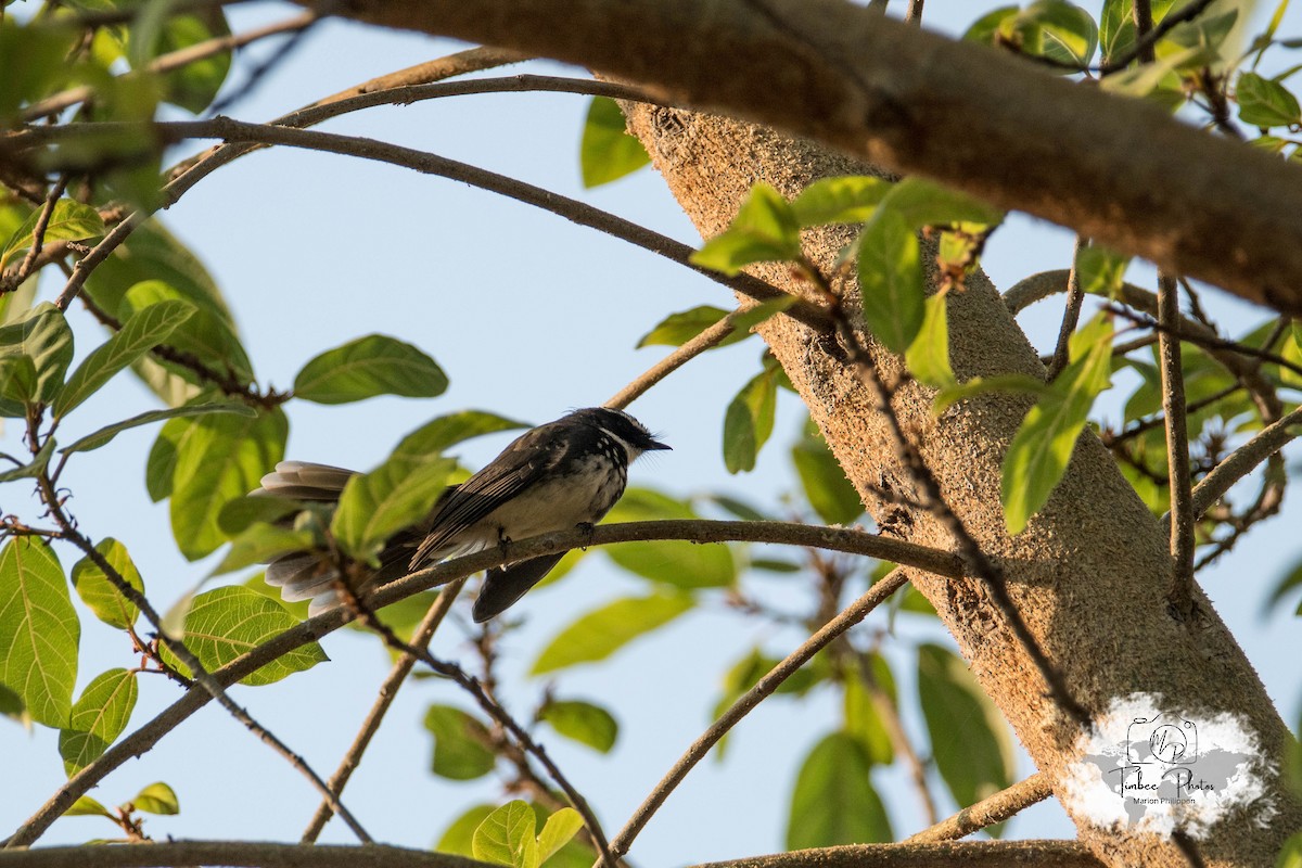 Spot-breasted/White-browed Fantail - ML631150289